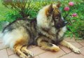 anusch (12)